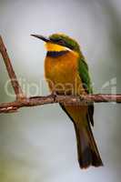 Little bee-eater perched on branch looking left