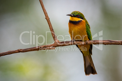 Little bee-eater standing on branch facing camera