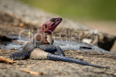 Male agama lizard turning head on rocks