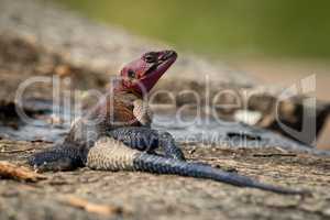 Male agama lizard turning head on rocks