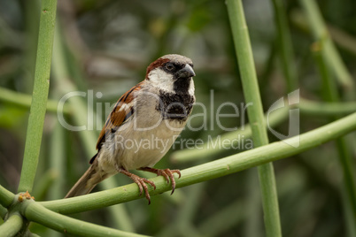 Male house sparrow on branch facing right