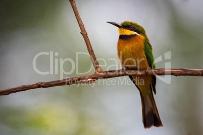 Little bee-eater standing on branch looking left