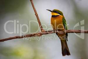 Little bee-eater standing on branch looking left