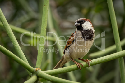 Male house sparrow perched on green branch