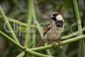 Male house sparrow perched on green branch