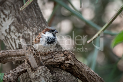 Male house sparrow perched on tangled branches