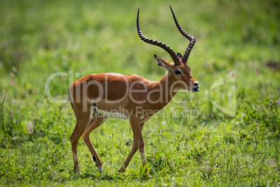 Male impala crossing grassland with tongue out