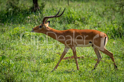 Male impala extends tongue to court female