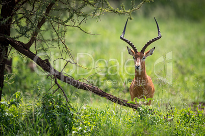 Male impala facing camera hides behind tree