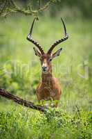 Male impala hides behind tree facing camera