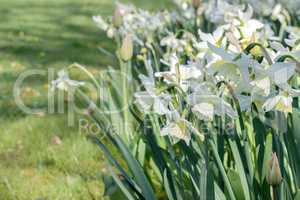 white daffodils