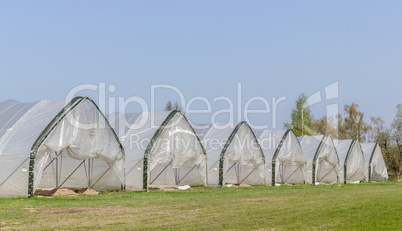 row with foil tents