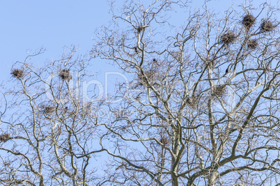 crow's nests