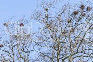 crow's nests