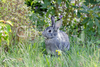 cute, gray rabbit