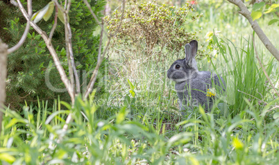 cute, gray rabbit