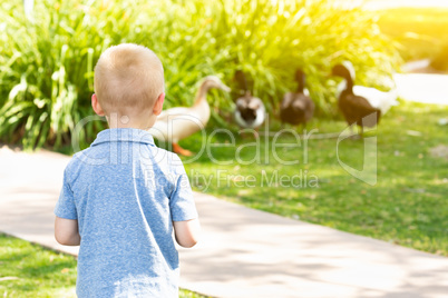 Curious Young Boy Watching The Ducks At The Park