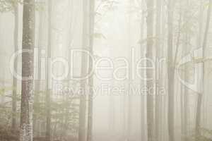 Fog in the park of Mount Amiata, Tuscany