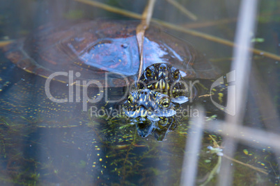 Europäische Sumpfschildkröte