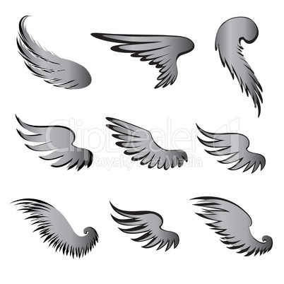 Wings Vector Set. Bird detail