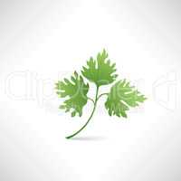 Fresh green parsley vector illustration Salad healthy food icon