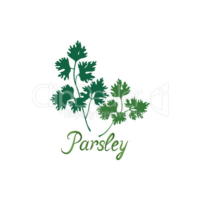 Fresh green parsley vector illustration Salad healthy food icon