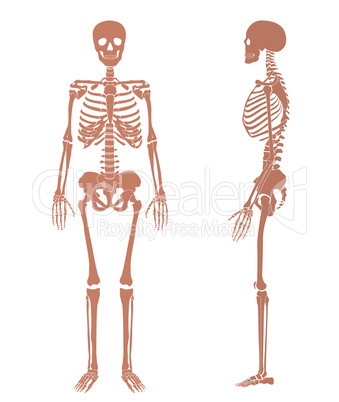 Human skeleton silhouette set Medical anatomy sign