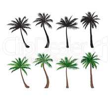 Palm tree set Nature floral design elements Tropical plant