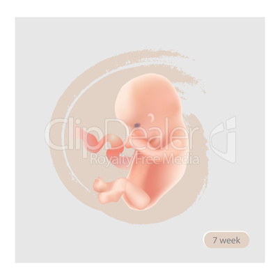 Fetus sign. Fetal icon. Ten week embryo. Pregnancy stage