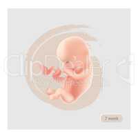Fetus sign. Fetal icon. Ten week embryo. Pregnancy stage