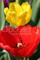 Tulpen