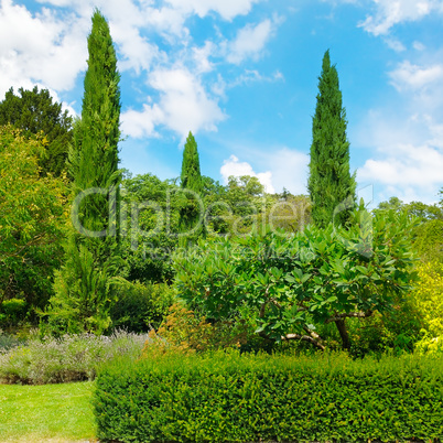 Park,hedge, green meadow and blue sky.
