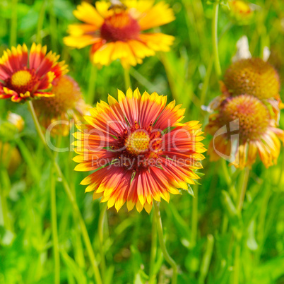 Beautiful background of garden flowers.