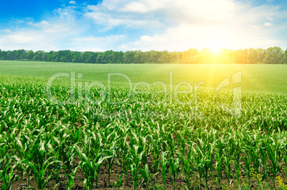 Green field with corn. Blue cloudy sky and sunrise .