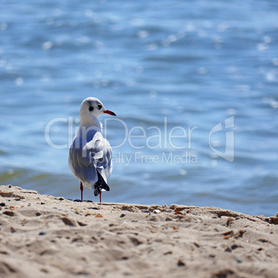 Seagull standing on the sand on sea background.