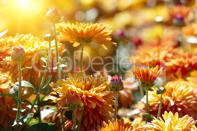 Orange chrysanthemum flowers lit by the sun.