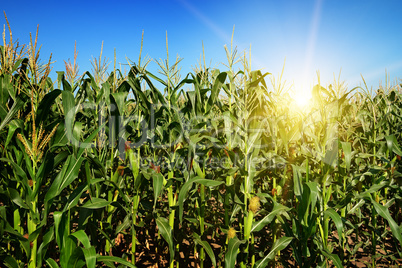 Ripe corn stalks on the field.