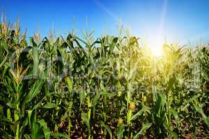 Ripe corn stalks on the field.