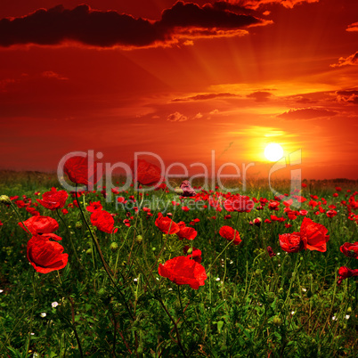 Bright sunrise in poppy field