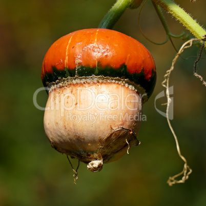Orange pumpkin on the stem. Ripe vegetable.