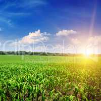 Beautiful sunrise on green cornfield