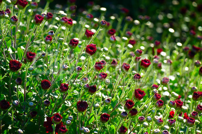 Red chrysanthemum flowers in the flowerbed