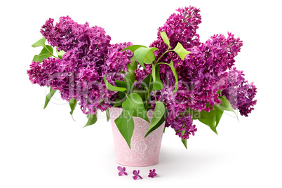 Several branches of a lilac in bucket isolated on white.