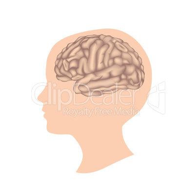 Human brain. Child head anatomy