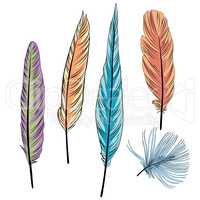 Colorful vector illustration of feather