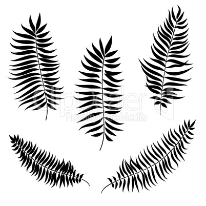 Leaves set. Palm leaf silhouette. Nature decor collection