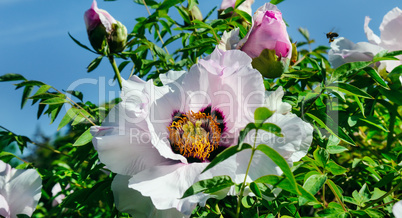 A beautiful peony flower in the summer garden. Wide photo.