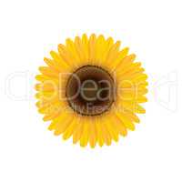 Sunflower. Summer flower isolated. Vecor illustration