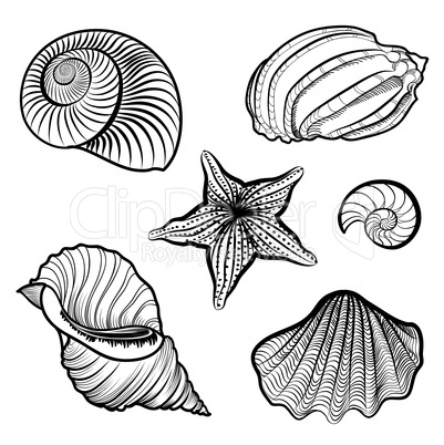 Various seashell, starfish. Sea shell marine life ingraved set