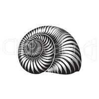 Seashell engraved sign isolated. Sea shell. Marine life ornament